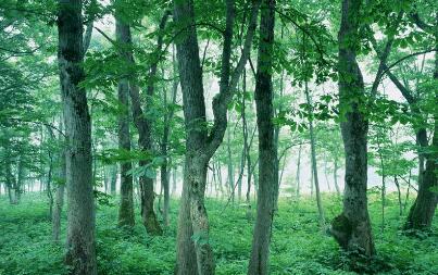 北峰通信|建立森林防火無線通信應急指揮系統的重要性